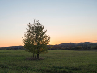 Obraz premium Alone cherry tree on a green meadow after sunset with autumn forest and sky background
