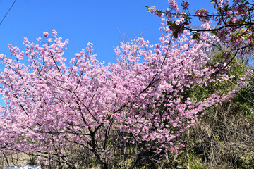 青空と河津桜 ピンクの花