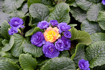 Primel - Schlüsselblumen