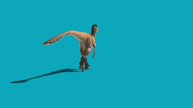 Austroraptor Walks Blue Screen Back Dinosaurs 3D Rendering Animation 4K