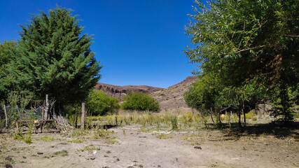 Trees in the mountains