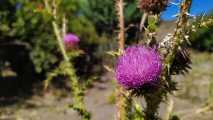 Thistle flower