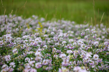 Close up view of white and purple wild flowers in the field. Selective focus. Blurred view.