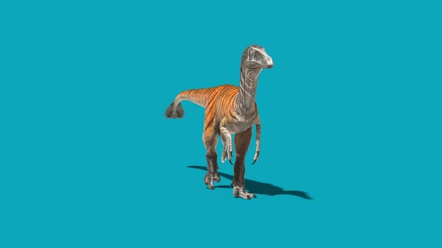 Austroraptor Walks Blue Screen Front Dinosaurs 3D Rendering Animation 4K