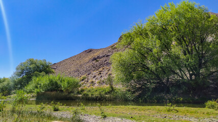 landscape with trees