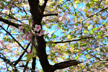 Obraz premium 青空と河津桜 ピンクの花アップ