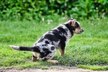 dog on grass, photo as a background , australian german shepard sheperd dog