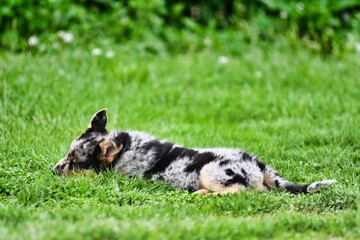 dog on grass, photo as a background , australian german shepard sheperd dog