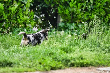 dog on grass, photo as a background , australian german shepard sheperd dog