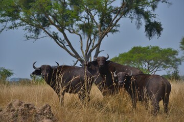Obraz premium herd of buffalo in national park country in daylight 