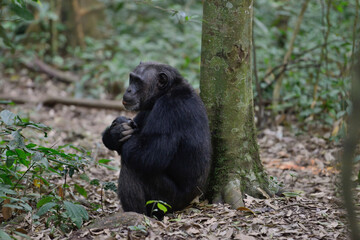 chimpanzee under the tree in wildlife in uganda jungle 
