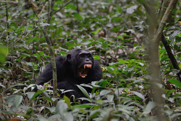 black huge chimpanzee showing teeth in jungle of Uganda 