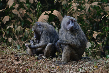 Naklejka na ściany i meble mother and baby baboon on the road trough jungle in uganda africa 