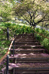 神奈川県松田山 河津桜 桜ロード 遊歩道