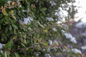 Close up view of branches with green leaves and blurred background. Selective focus.