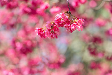 Beautiful Sakura Cherry Blossom in dark pink color in spring.