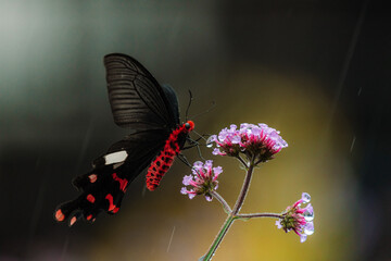 The very thirsty butterfly