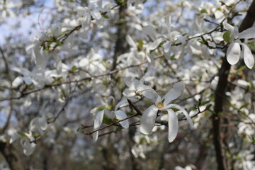 spring tree branch. Beauty of fresh bloom magnolia tree in spring time on a sunny day