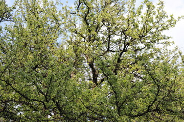 blossoming tree. branches against sky. Blooming pear on a sunny day in spring. Beauty of botanical garden in spring time.