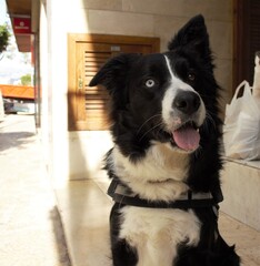 border collie
