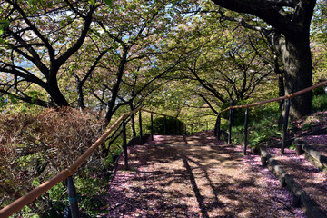 Fototapeta premium 神奈川県松田山 河津桜 桜ロード 遊歩道