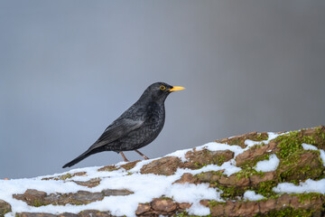Blackbird - Turdus merula - male