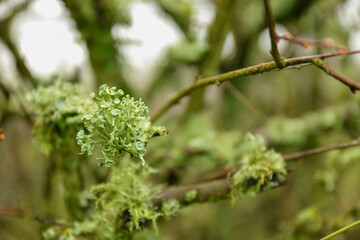 Wolf Lichen ( Letharia vulpina ), over a branch tree