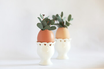 Fresh eucalyptus in egg shell on white background. Easter minimalism concept, copy space for text.