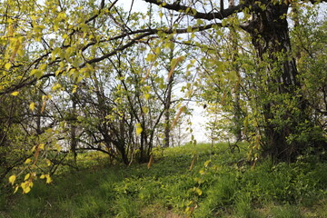 Obraz premium apple tree in spring in the park. Beauty of botanical garden in spring time.