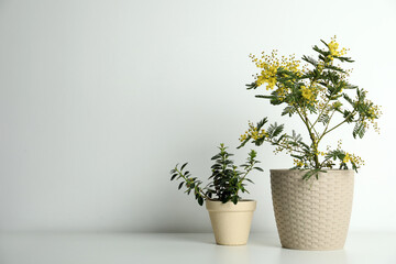 Composition with beautiful mimosa plant in pot on light grey table, space for text
