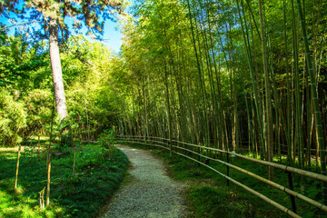 Obraz premium Dense bamboo grove in a botanical park in Sukhum, Abkhazia.