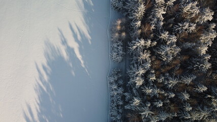 Pine trees top down aerial view snow winter, white field