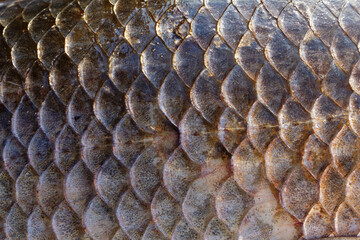 Crucian carp scales, natural texture, toned