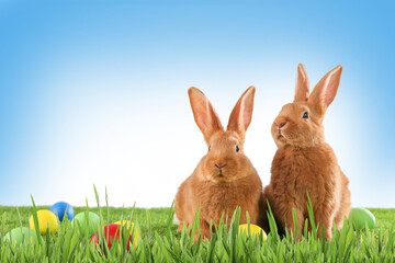 Adorable bunnies and dyed Easter eggs on green grass outdoors