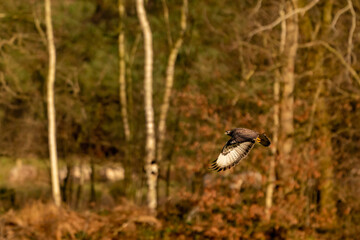 Large bird of prey flies in the air and hunts for food. Majestic brown-feathered buzzard with a forest in the background