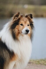 Portrait of a Shelite Shetland Sheepdog dog