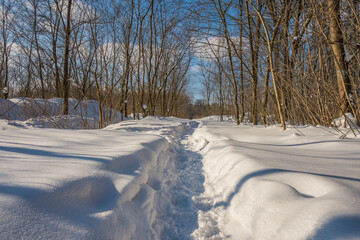 Sunny day in the frosty forest in the winter season. Landscape with forest and perfect sunlight...