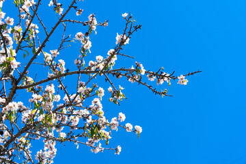 Obraz premium almond tree bloom