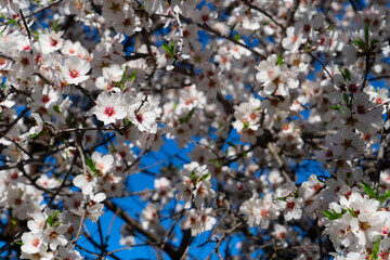 almond tree bloom