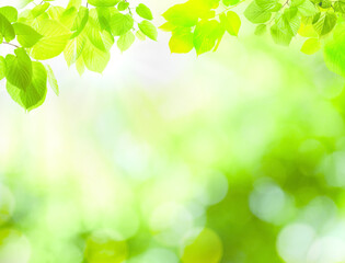 Beautiful green leaves on blurred background, space for text. Spring season