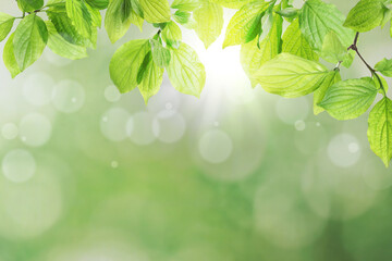 Beautiful green leaves on blurred background, space for text. Spring season