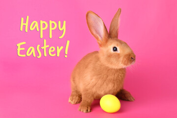 Happy Easter! Cute bunny and yellow egg on pink background