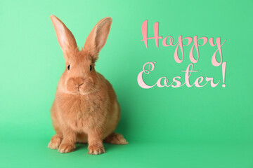 Happy Easter! Cute bunny on green background