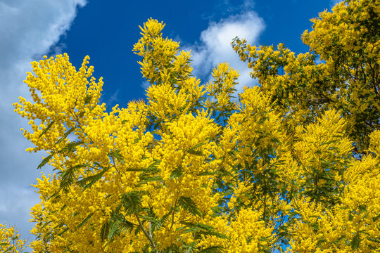 Mimosa trees blooming in springtime in the south of France