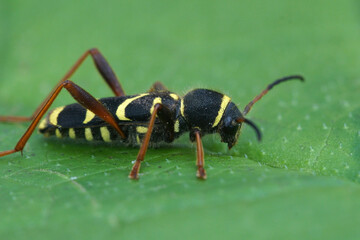 Lateral closeup of wasp  longhorn beetle the Clytus arietis on a green leaf