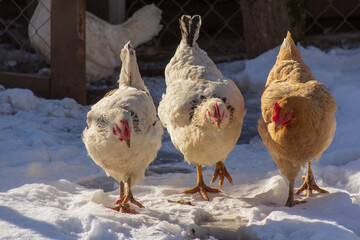 three chicken walking in the snow
