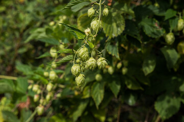 Hops for beer production. Selective focus.