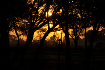 The sunsets through the trees