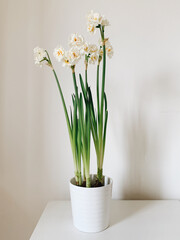 Spring flowers in full bloom in pots against white background. Yellow and white daffodil blossoms.