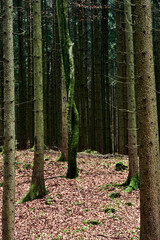 Naklejka premium An autumn forest